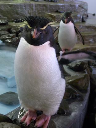 イワトビペンギン 海遊館にて ペンギン讃歌